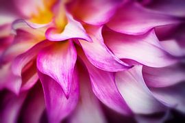 Dahlia Petals I