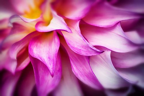 Dahlia bloemblaadjes I