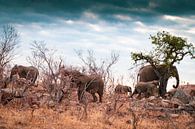 Lunchtime for the elephants by Ineke Huizing thumbnail