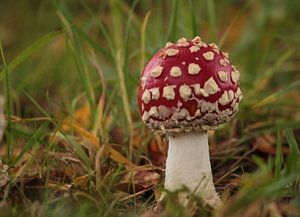 Een jonge paddenstoel van Heike Hultsch