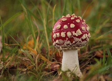 Een jonge paddenstoel
