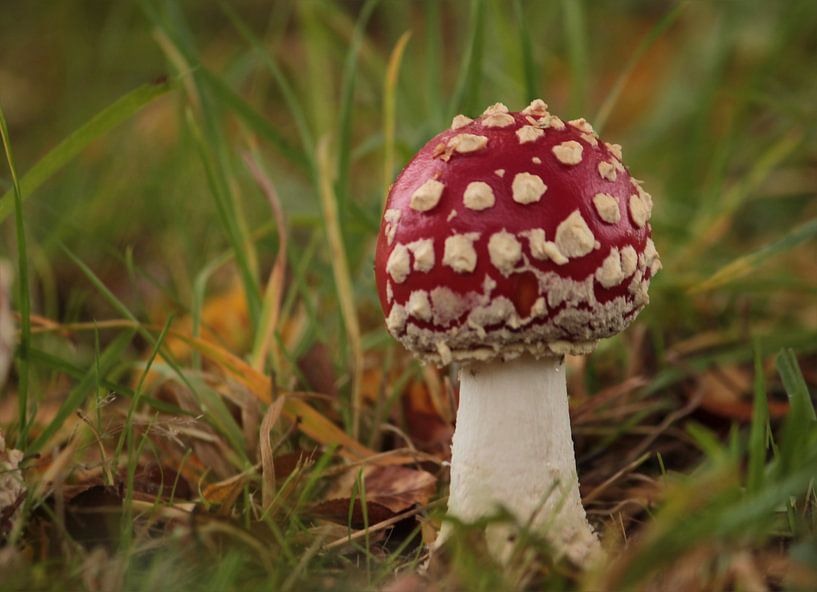 Un jeune champignon par Heike Hultsch