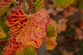 Herbstfarben in der Champagne-Region im Departement Aube von anne droogsma