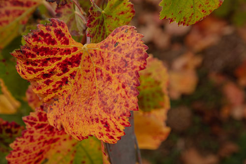 Herbstfarben in der Champagne-Region im Departement Aube