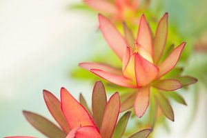 Leucadendron 'Safari Sonnenuntergang