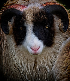 Young ram with magnificent horns by Theo Felten