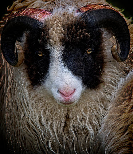 Young ram with magnificent horns