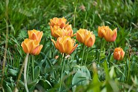 Tulpen auf einer Wiese mit schönem Bokeh.