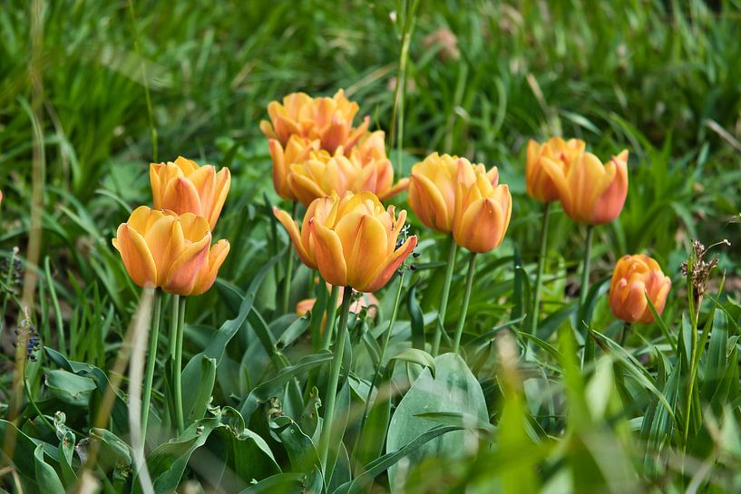 Tulpen auf einer Wiese mit schönem Bokeh. von Martin Köbsch