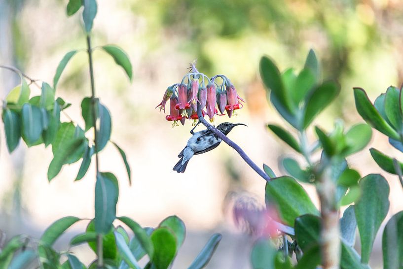 Kolibri van Poster Art Shop