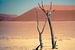 Versteende bomen in de Deadvlei in Namibie van Jille Zuidema