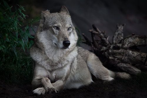 De kalme zelfverzekerdheid van een herwolf die vorstelijk op de grond zit in het donker tegen de ach