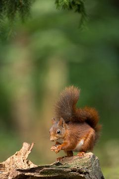 Red Squirrel by Menno Schaefer