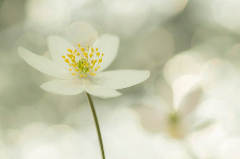 blanc brillant par Birgitte Bergman