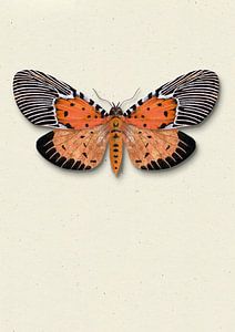 Orange Motte mit Schatten Insekt Illustration