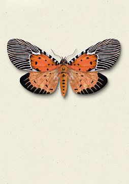 Oranje mot met schaduw insecten illustratie van Angela Peters