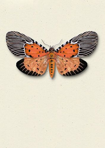 Papillon de nuit orange avec ombre illustration d'insecte