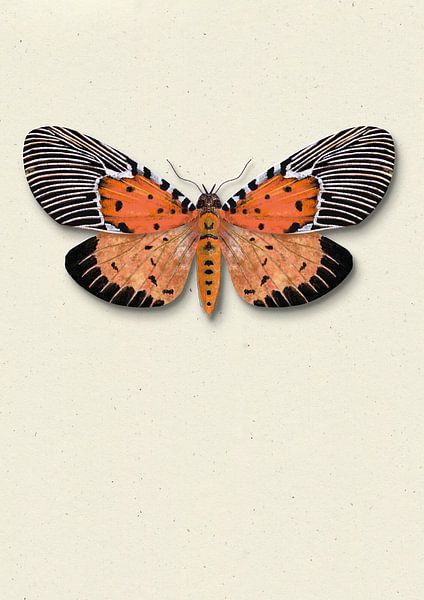 Orange moth with shadow insect illustration by Angela Peters