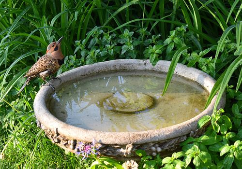Een vogel in de tuin in de zomer