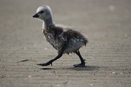 Jonge vogel op het strand by Priscilla Bakker