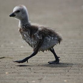 Jonge vogel op het strand van Priscilla Bakker