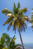 FLORIDA KEYS Palm Tree Ocean View