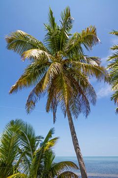 FLORIDA KEYS Palm Tree Ocean View by Melanie Viola