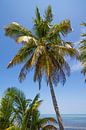 FLORIDA KEYS Palmen & Meerblick  von Melanie Viola Miniaturansicht