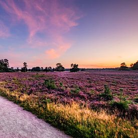 Die holländische Veluwe, mit dem schönen blühenden Heidekraut von Martijn Bravenboer