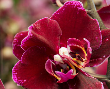 Rode Orchidee met twee harten