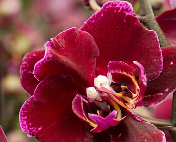 Rode Orchidee met twee harten van Foto Hal
