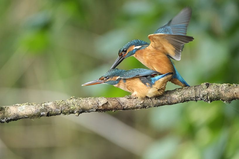 Mating kingfishers by Wim van der Meule