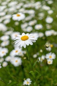 Margriet wit in bloemenveld van Marly De Kok