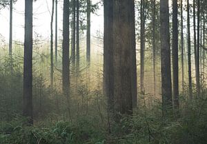 Morgennebel im Wald. von René Jonkhout