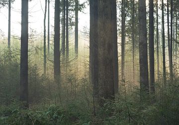 Ochtenmist in het bos. van René Jonkhout