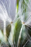 Fireflower 8