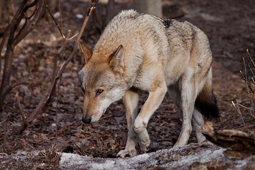 A powerful, huge predatory beast sneaks its head down, its eyes burning predatory. gray wolf in the 