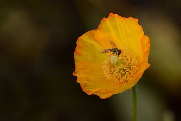 Smullen van Margo Biewinga