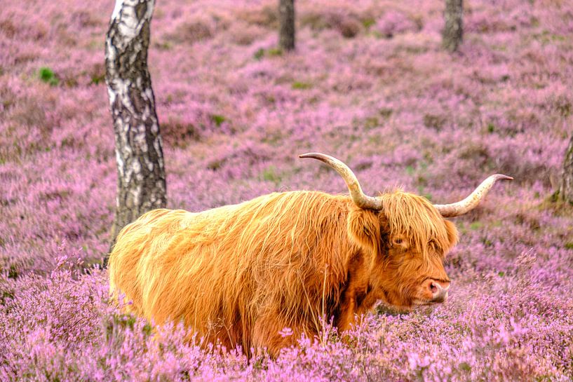 Schotse Hooglander rusten in een bloeiend heideveld... van Sjoerd van der Wal Fotografie