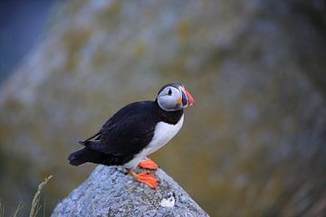 Puffins Norway by Frank Fichtmüller