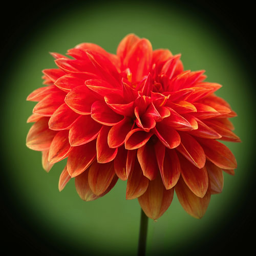 Un dahlia plein de charme