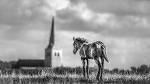 Paard in zwart/wit