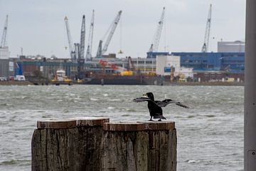 Des cormorans prêts à décoller