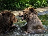 Brown Bear : Ouwehands Dierenpark
