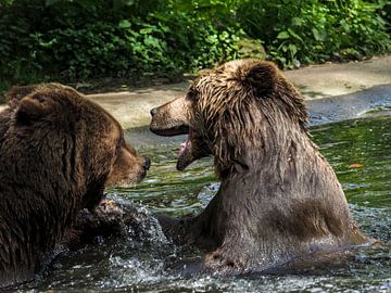 Bruine Beer : Ouwehands Dierenpark van Loek Lobel