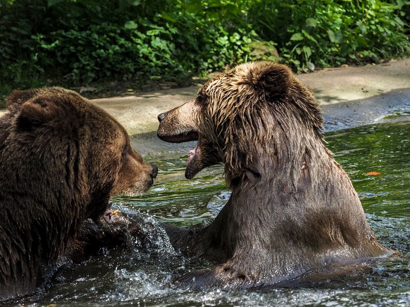 Bruine Beer : Ouwehands Dierenpark van Loek Lobel