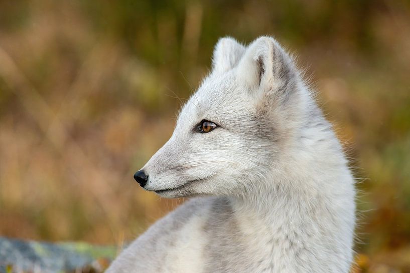 Polarfuchs im frühen Morgenlicht. von Harry Punter