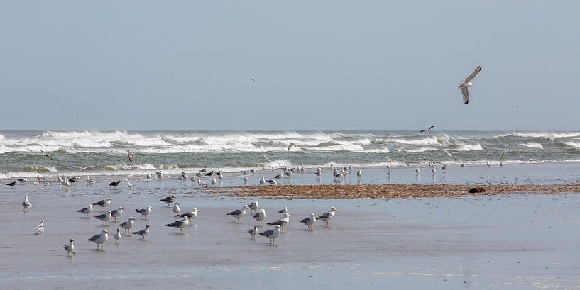 Gulls in the surf by Evert Jan Kip