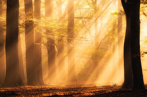 Autumn Symphony 5 van Cho Tang