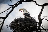 A bending stork 